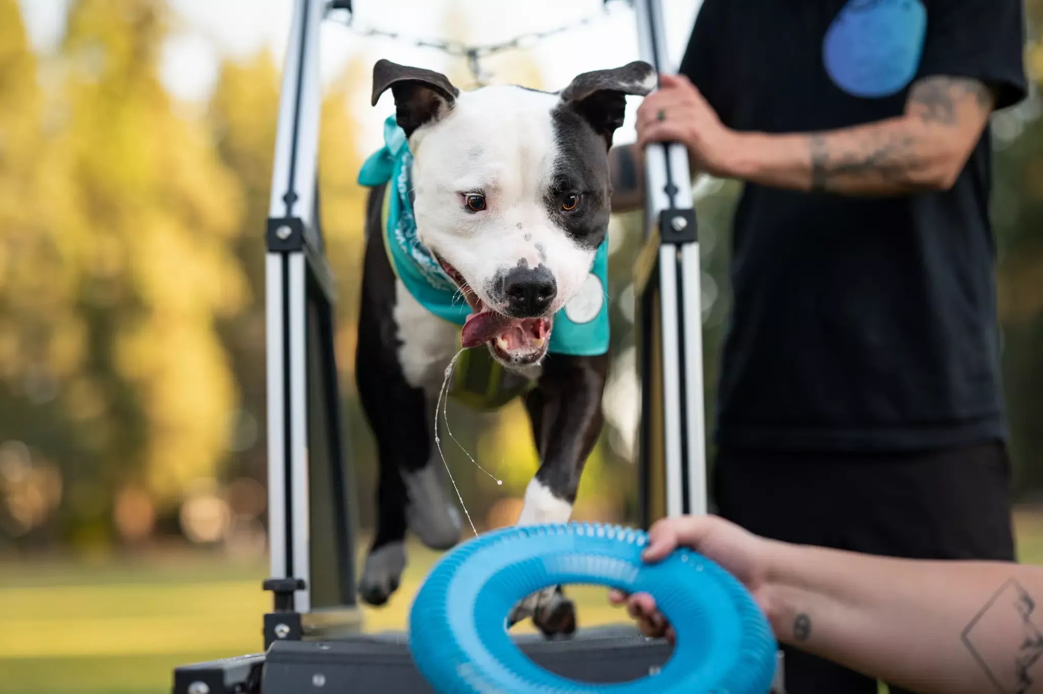 A happy dog running on a Slatmill in the van