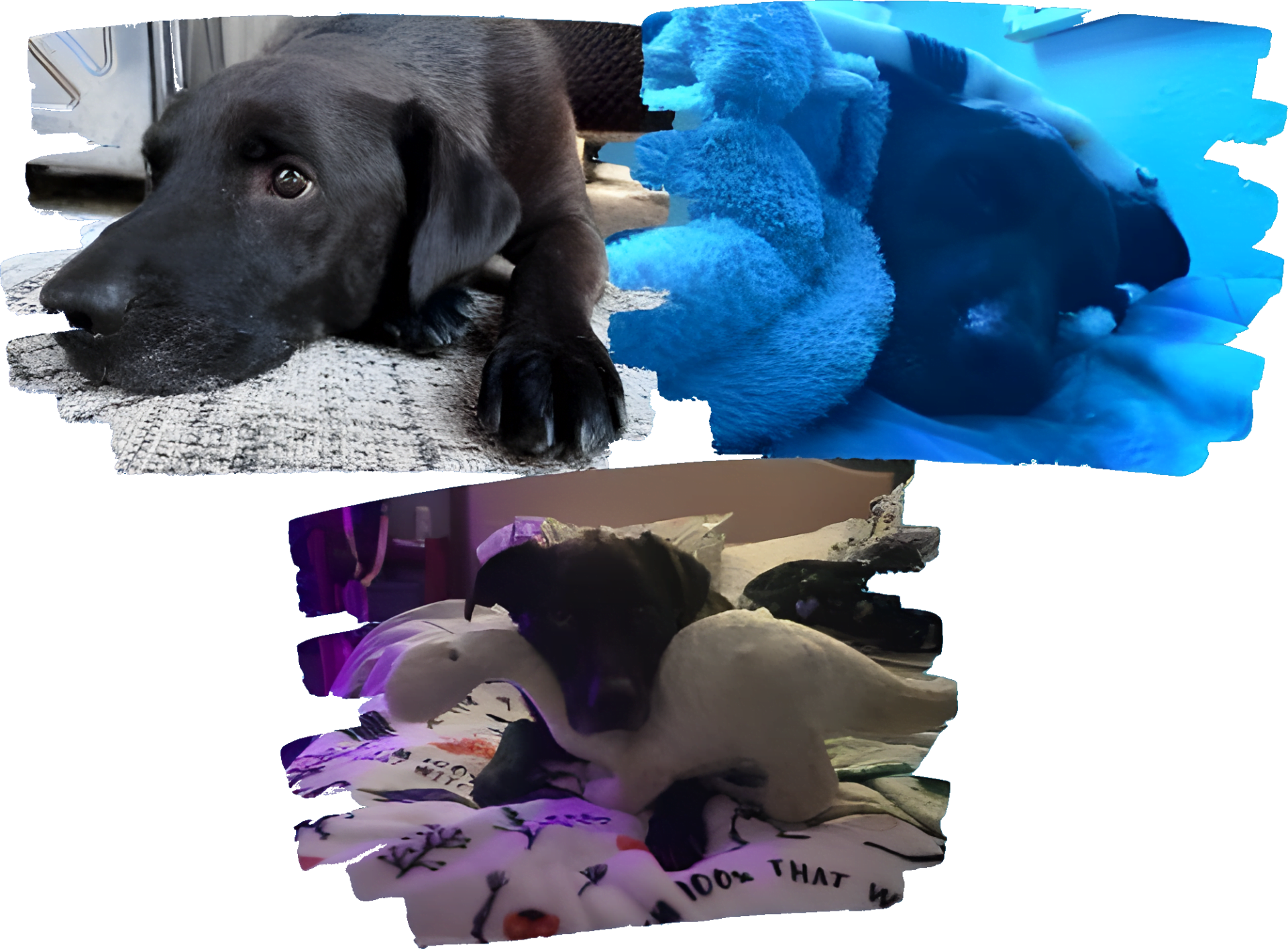 Mickey's Mobile Dog Running